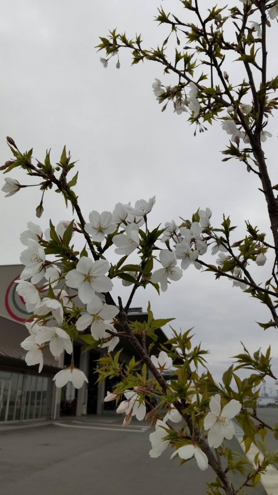 玉島事業所の桜が咲きました❣