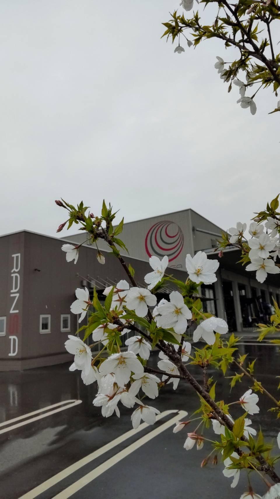 玉島事業所の桜が咲きました❣
